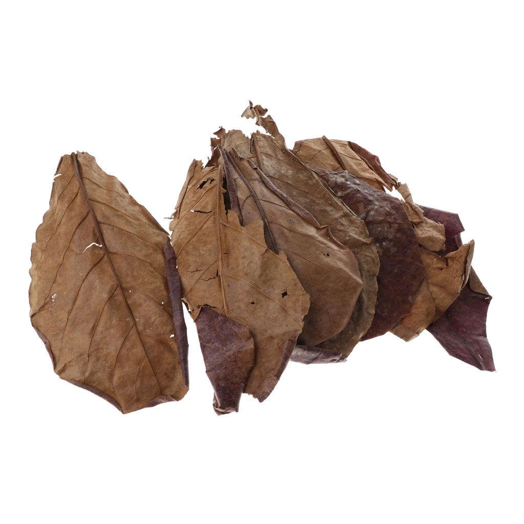 Fish Aquariums Indian Almond L - Aquarium Fish Betta 评论和价格