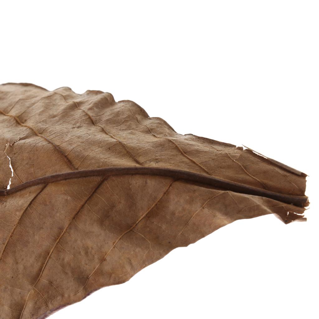 Fish Aquariums Indian Almond L - Aquarium Fish Betta 评论和价格