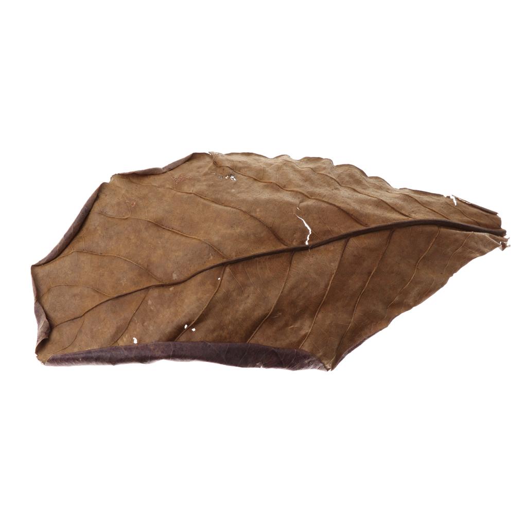 Fish Aquariums Indian Almond L - Aquarium Fish Betta 评论和价格